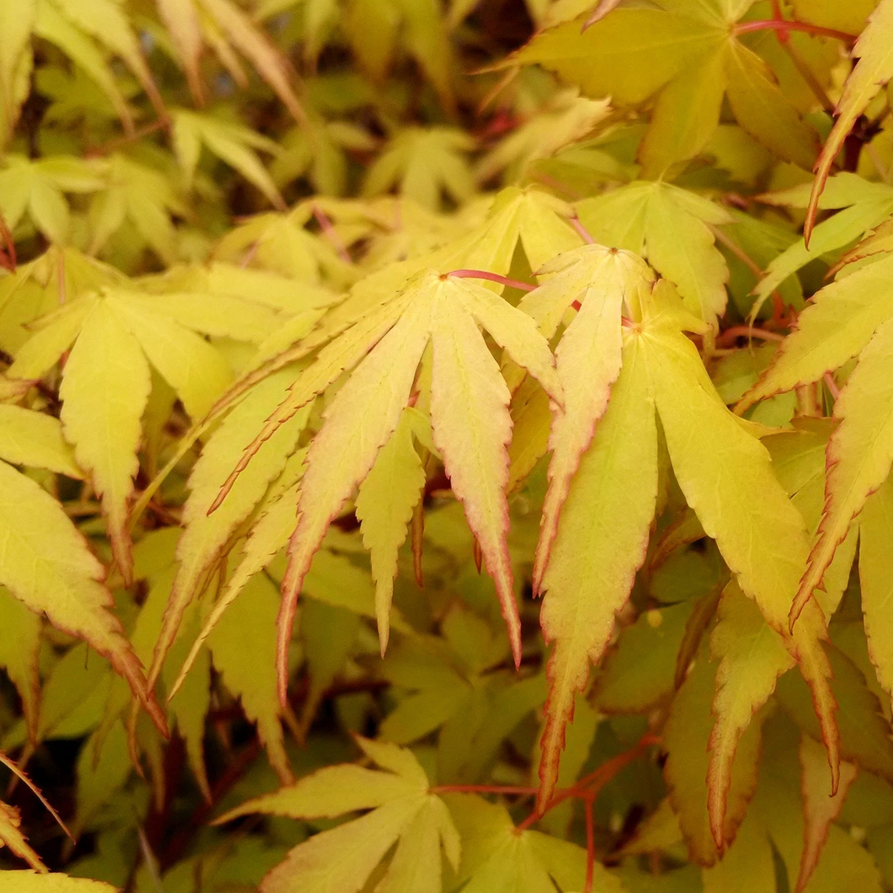 Verkauf Fächerahorn 'Katsura' - Acer palmatum katsura