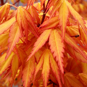 Fächerahorn 'Katsura' - Willemse