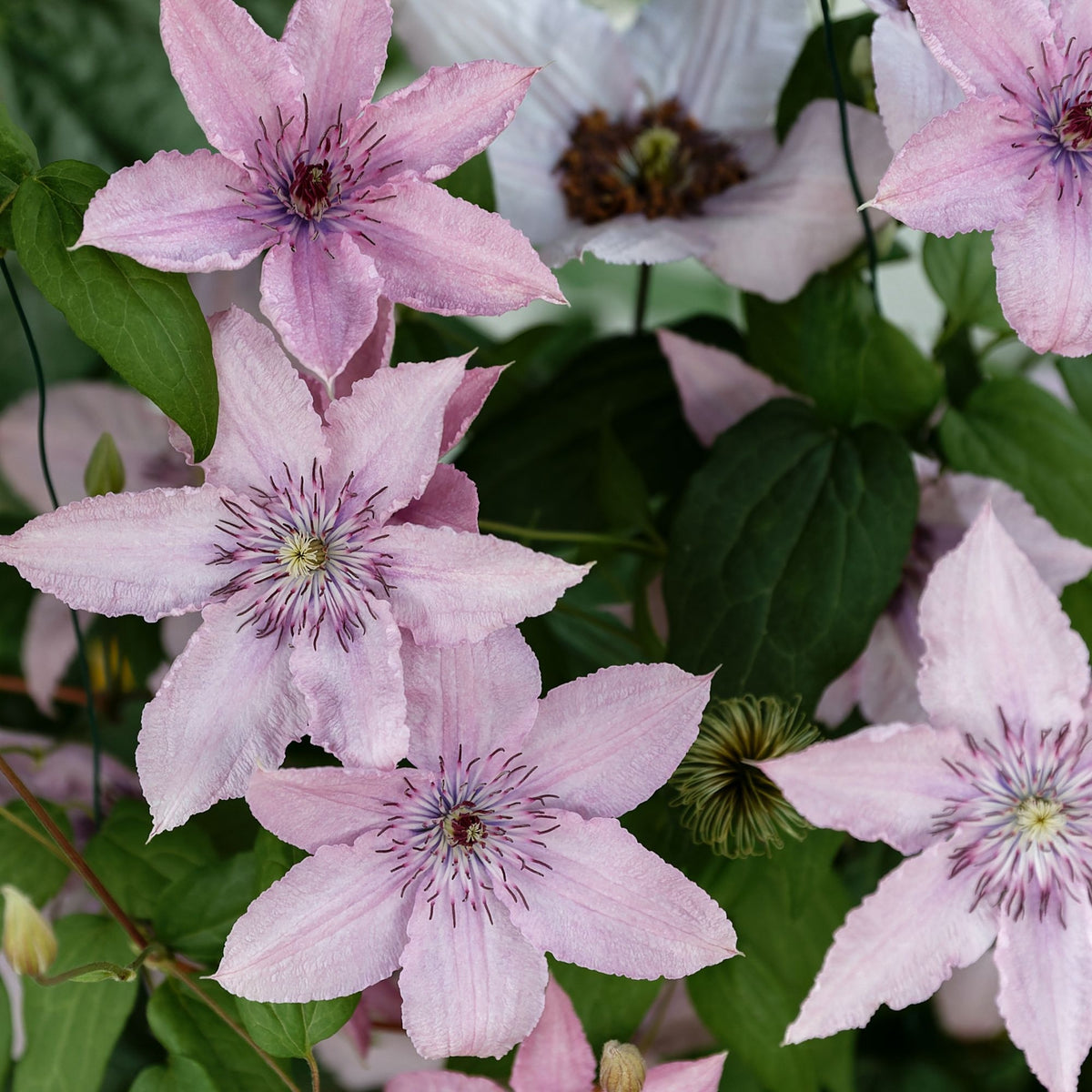 Waldrebe 'Hagley' - Clematis 'hagley hybrid' - Pflanzensorten