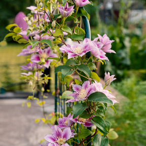 Verkauf Clematis 'Piilu' - Clematis patens Piilu