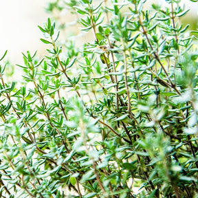 Thymian - Thymian Thymus vulgaris - Thymus vulgaris