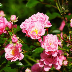 Rose Rosa 'The Fairy'® - Rosa polyantha 'the fairy' - Rosen