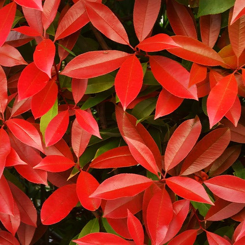 Sammlung Frühlingshecke (x 4)