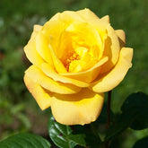 Beetrose 'Arthur Bell' - Rosa arthur bell - Willemse