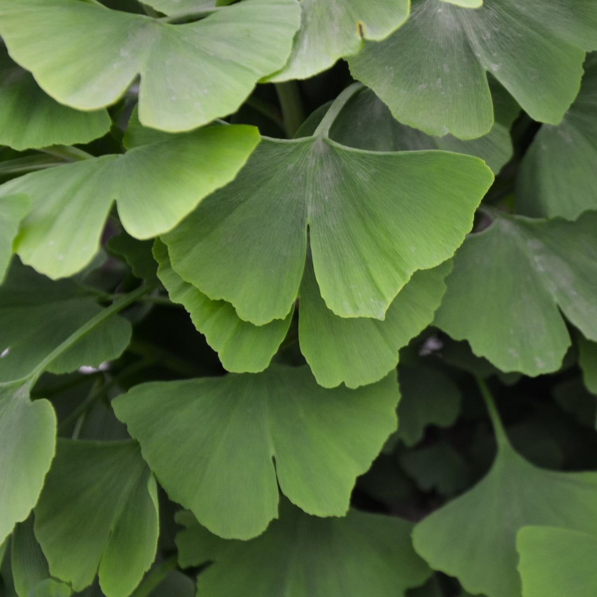 Japanischer Nussbaum - Ginkgo - Ginkgo biloba - Willemse