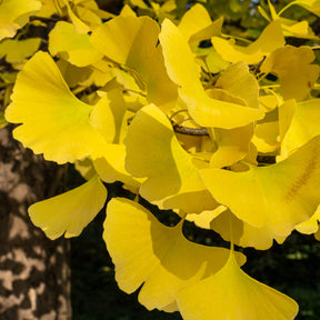 Japanischer Nussbaum - Ginkgo - Willemse