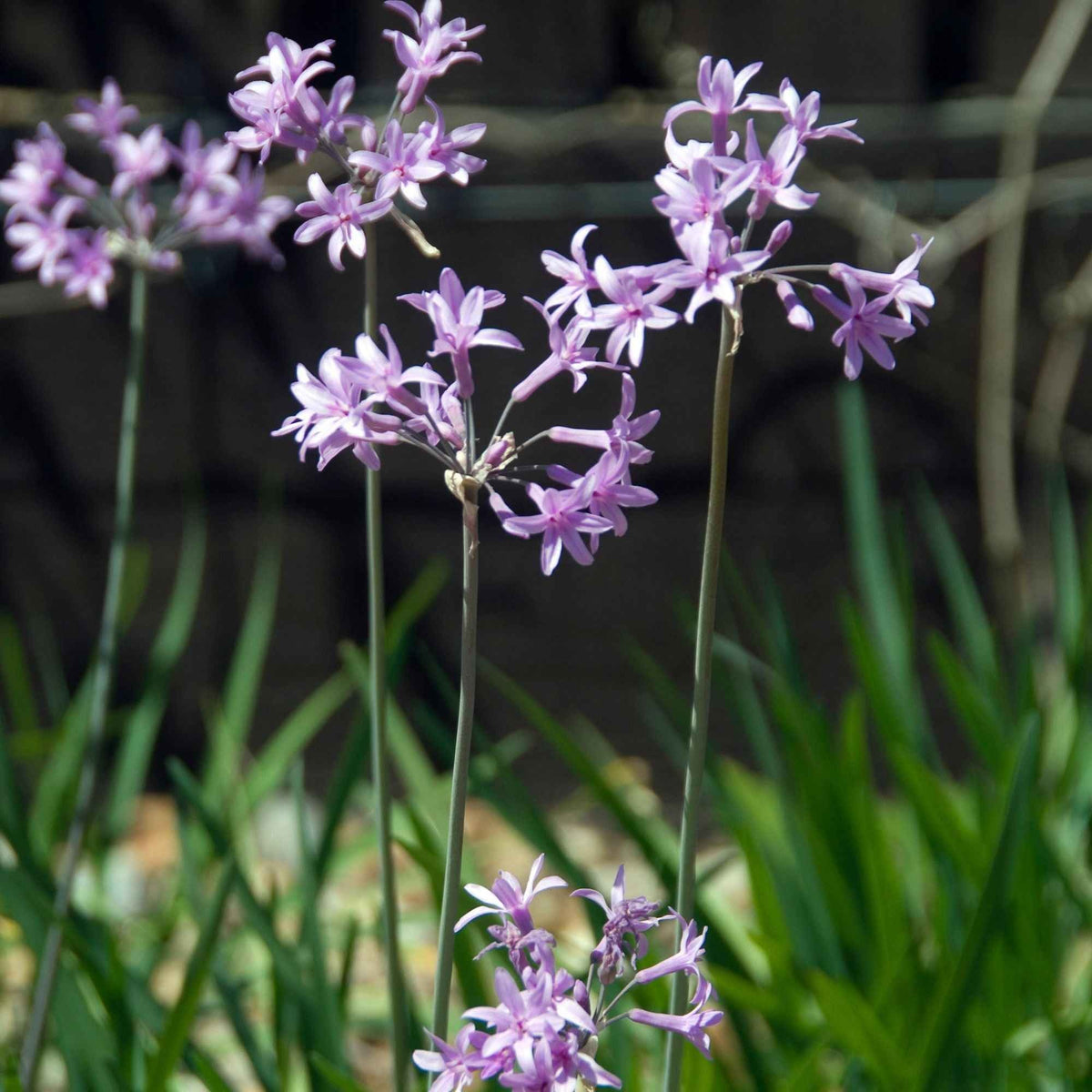 Knoblauchgras (x3) - Tulbaghia violacea - Willemse