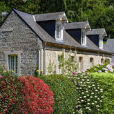 Immergrüne Hecken-Kollektion (5 Sträucher) - Willemse