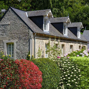 Immergrüne Hecken-Kollektion (5 Sträucher) - Willemse