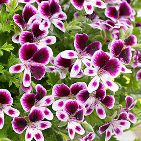 Geranie 'Mosquitaway Eva' (x3) - Pelargonium 'mosquitaway eva' - Willemse