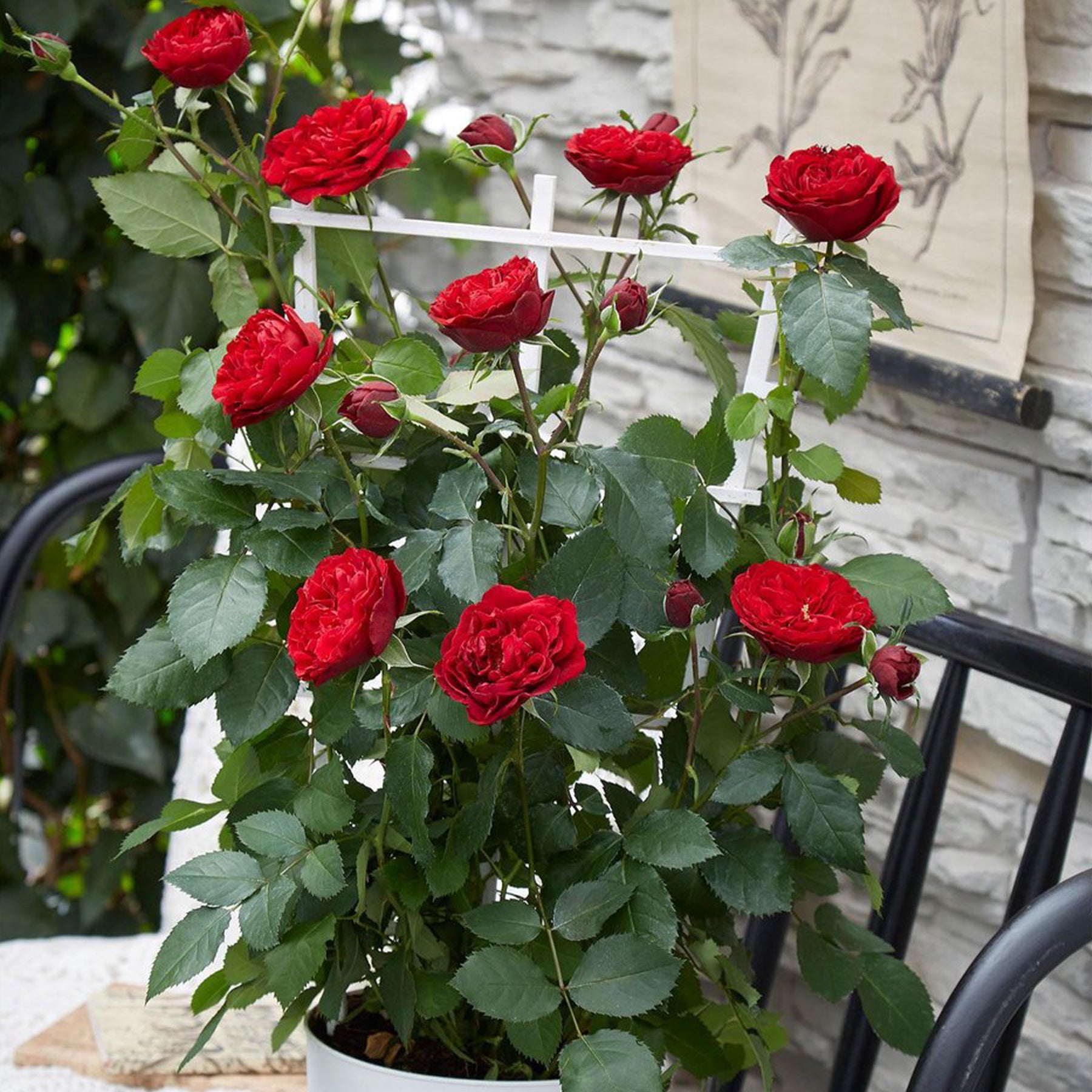 Rosa hybride 'crazy in love red' - Kletterrose 'Crazy in Love' rot - Kletterrosen