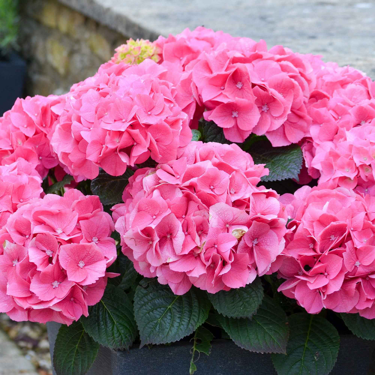 Bauernhortensie 'Rosita' - Hydrangea macrophylla 'rosita' - Willemse