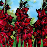 Großblütige Gladiole 'Black Jack' (x25) - Willemse