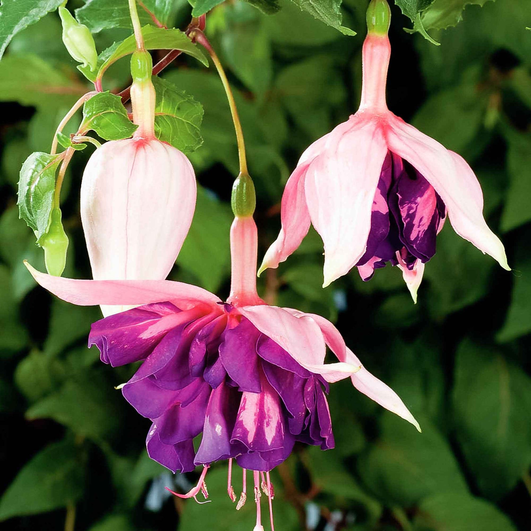 Fuchsia 'Royal Mosaic' (x3) - Fuchsia Royal Mosaic - Willemse