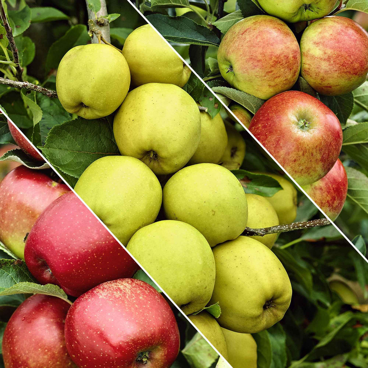 Malus domestica Jonagored, Golden Delicious, Elstar - Apfelbaum-Trio ‘Jonagored‘ + ‘Golden Delicious‘ + ‘Elstar‘ - Apfelbäume