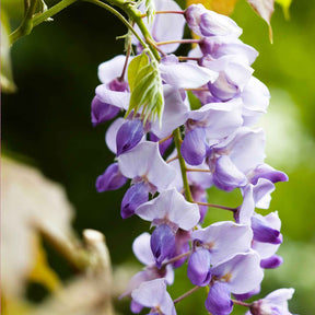 Chinesischer Blauregen 'Caroline' - Wisteria sinensis 'caroline' - Willemse
