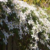 Berg-Waldrebe ‘Grandiflora’ - Willemse