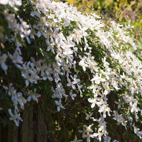 Berg-Waldrebe ‘Grandiflora’ - Willemse