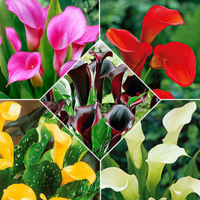 Calla Mischung (x5) - Willemse