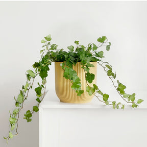 Efeu 'Wonder' - Hedera helix wonder