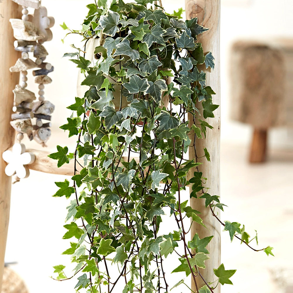 Gewöhnlicher Efeu 'Eva' - Hedera helix eva