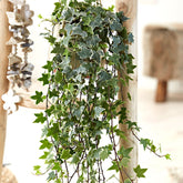 Gewöhnlicher Efeu 'Eva' - Hedera helix eva