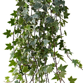Gewöhnlicher Efeu 'Eva' - Hedera helix eva
