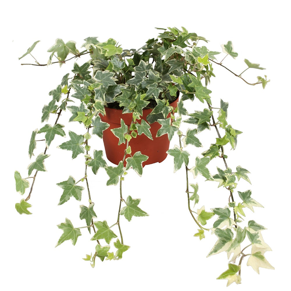 Gewöhnlicher Efeu 'Eva' - Hedera helix eva