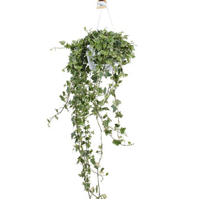 Gewöhnlicher Efeu 'Eva' - Hedera helix eva