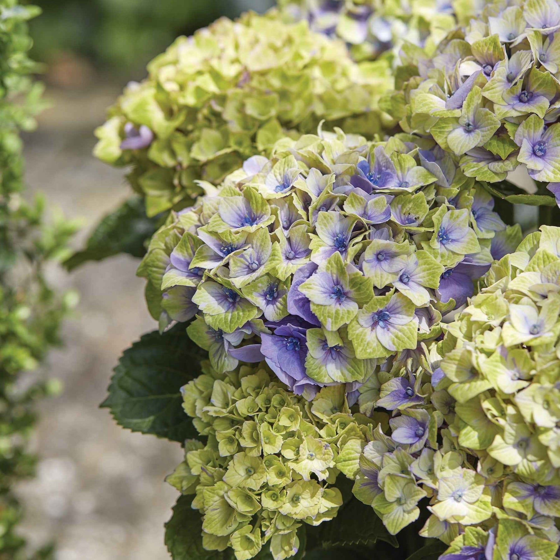 Bauernhortensie 'Jewel' - Hydrangea macrophylla 'jewel' - Willemse