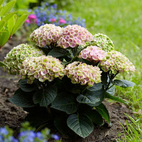 Bauernhortensie 'Revolution Pink' - Hydrangea macrophylla 'revolution pink' - Willemse