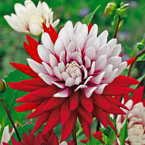 Dahlien-Zwiebeln - Dahlien ‘Rebecca’s World’ (x3) - Dahlia 'rebecca's world'