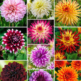 Dahlia 'The Ten' Mischung (x10) - Willemse