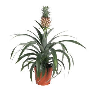Ananaspflanze Ananas 'Corona' - Willemse