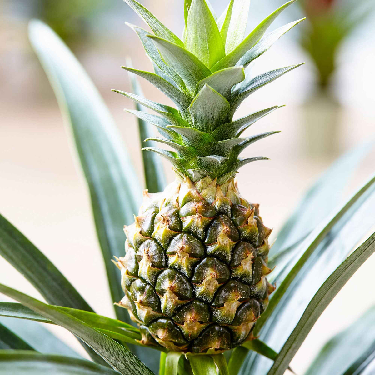 Ananas comosus 'Corona' - Ananaspflanze Ananas 'Corona' - Kleine Zimmerpflanzen