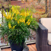 Chinesische Mahonie 'Soft Caress' - Mahonia eurybracteata Soft Caress - Willemse