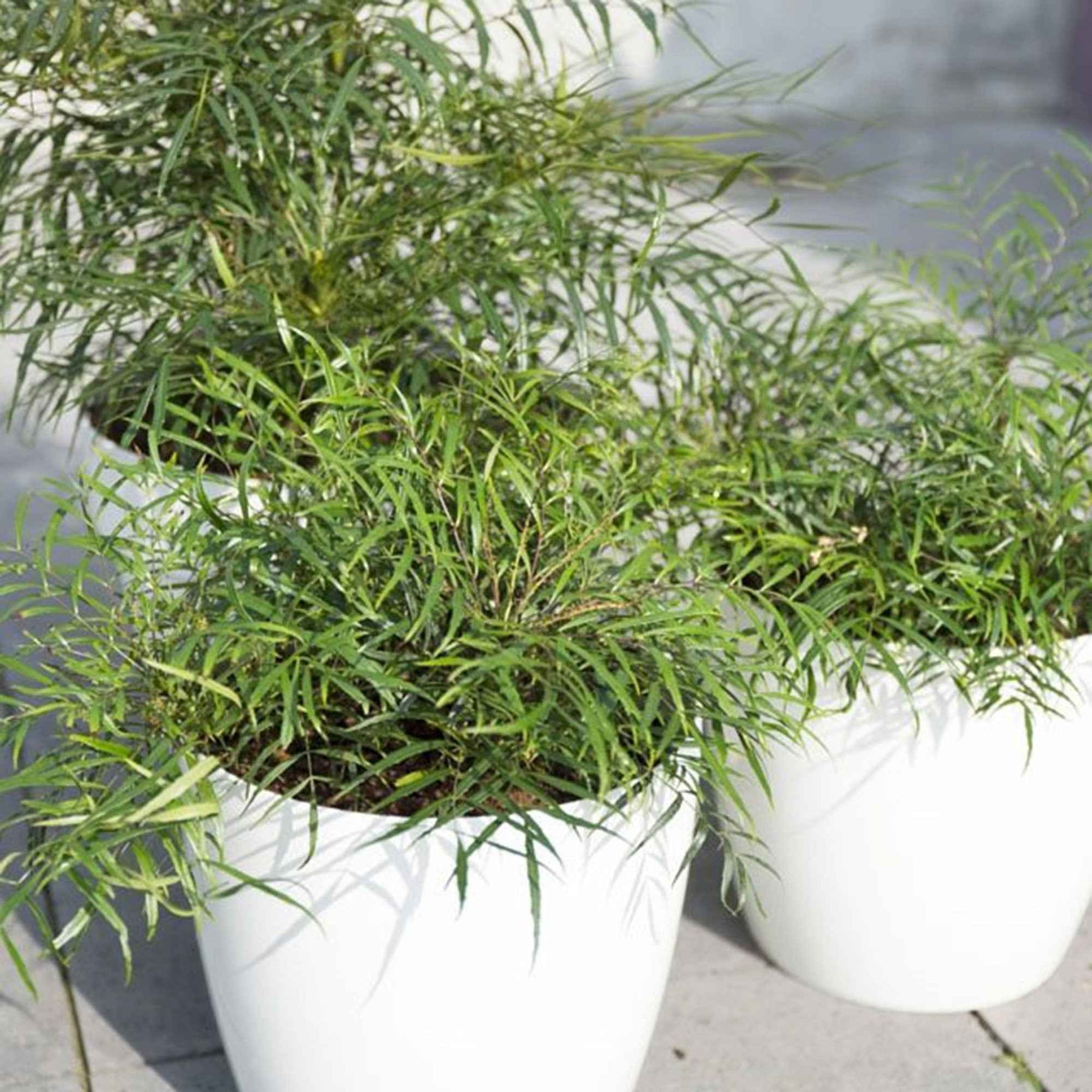 Mahonia eurybracteata Soft Caress - Chinesische Mahonie 'Soft Caress' - Blühende Sträucher