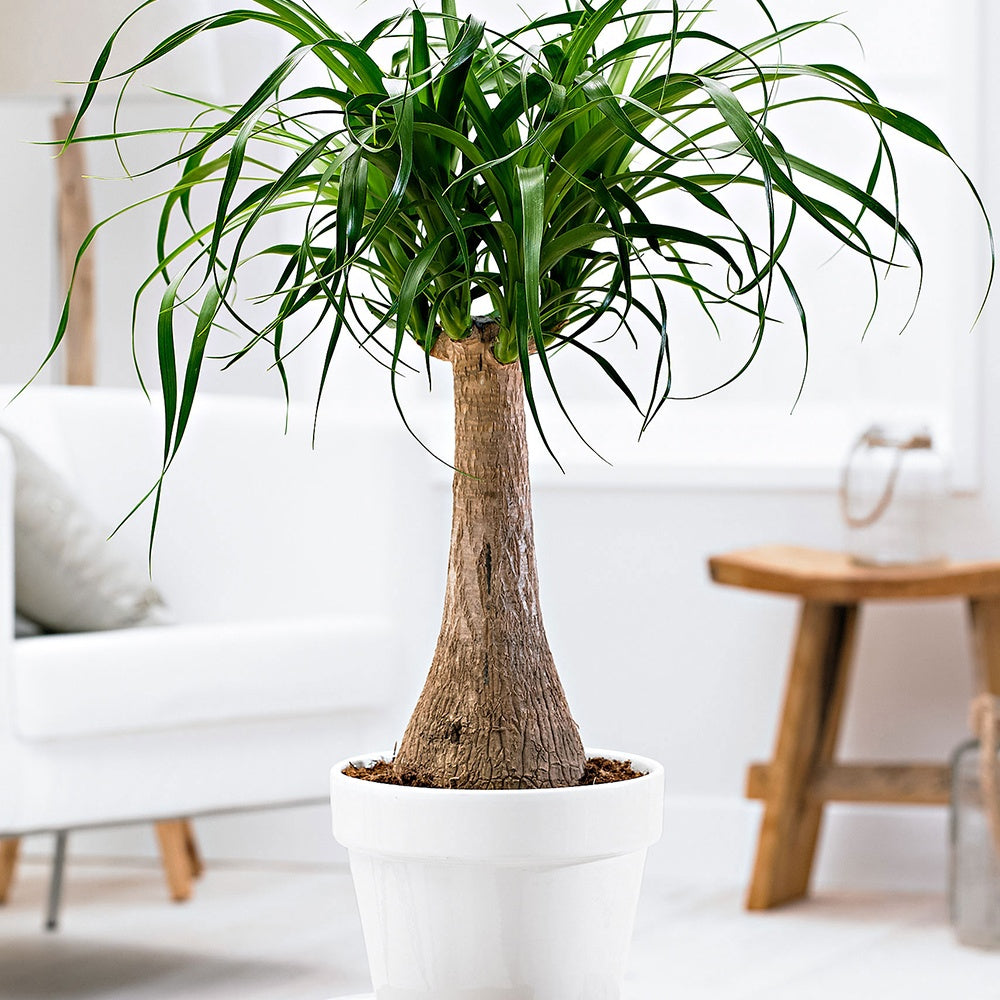 Elefantenfuß - Beaucarnea recurvata