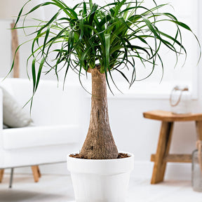 Elefantenfuß - Beaucarnea recurvata