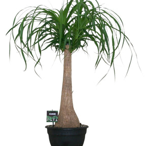 Elefantenfuß - Beaucarnea recurvata