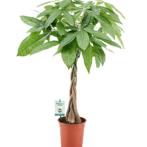 Glückskastanie mit geflochtenem Stamm - Pachira aquatica