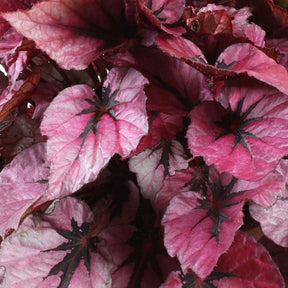 Blattbegonie 'Indian Summer' - Begonia beleaf indian summer