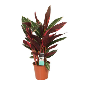 Stromanthe 'Triostar' - Calathea triostar