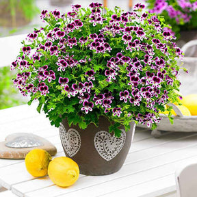 Geranie 'Mosquitaway Eva' + 'Mosquitaway Lizzy' (x6) - Pelargonium mosquitaway 'eva', 'lizzy' - Willemse