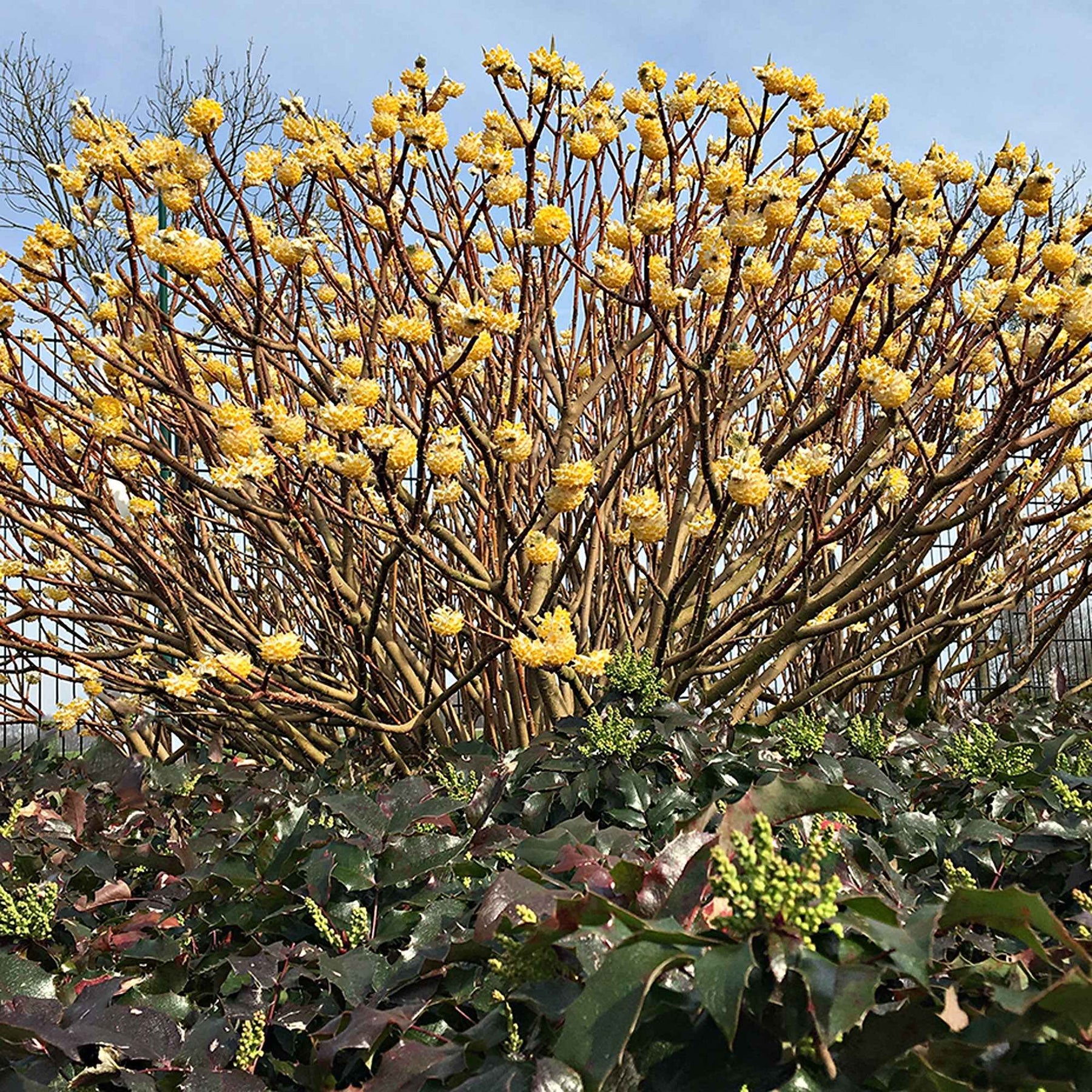 Papierbusch ‘Grandiflora’ - Edgeworthia chrysantha Grandiflora - Willemse
