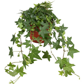 Gemeiner Efeu 'Pittsburgh' - Hedera helix pittsburgh