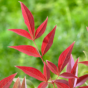 Nandina domestica obsessed'® - Himmelsbambus ‘Obsessed’® - Blühende Sträucher