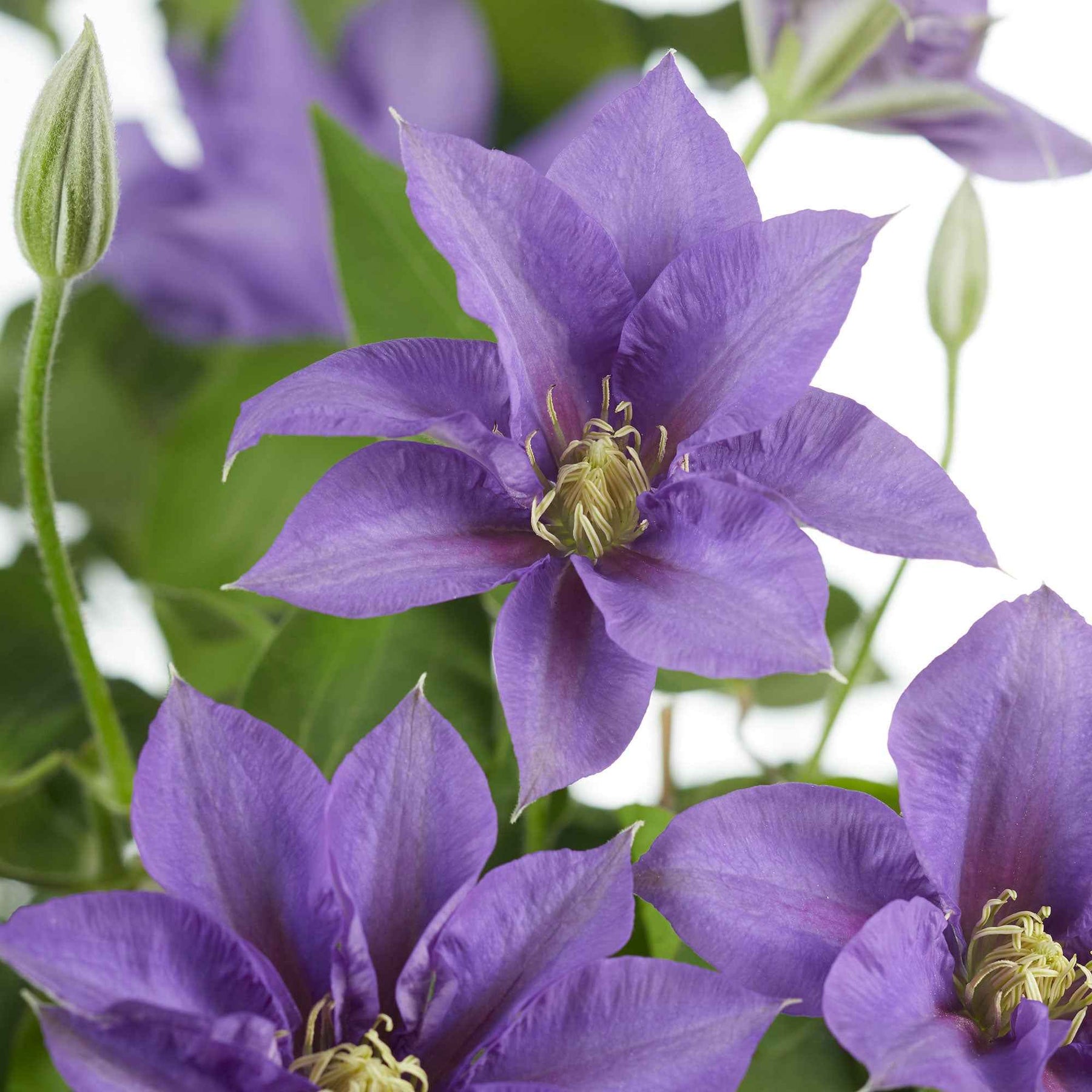 Waldrebe 'Olympia' - Clematis 'olympia' - Willemse