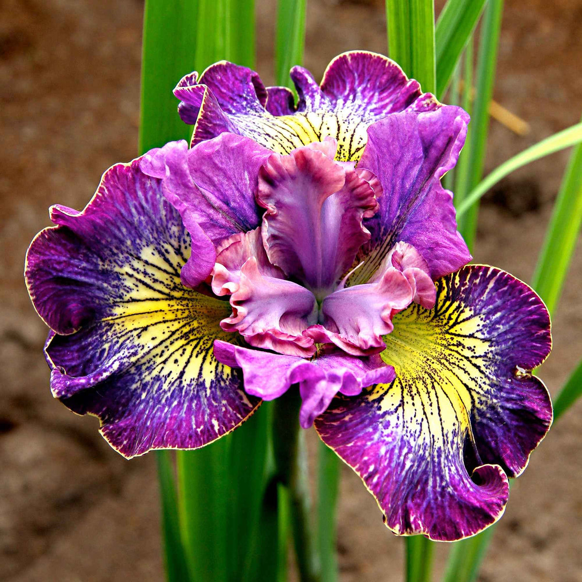 Sibirische Iris 'How Audacious' (x3) - Willemse
