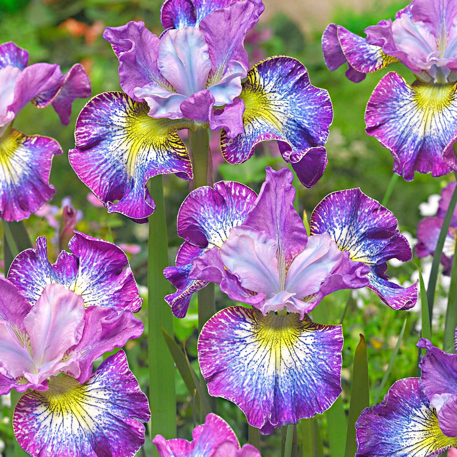 Sibirische Iris 'How Audacious' (x3) - Iris sibirica 'how audacious' - Willemse